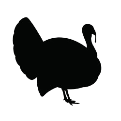 turkey