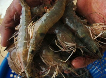 Fedele takes stock of post-oil spill fisheries on CNN.com