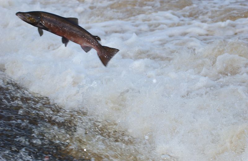 Salmon%20jumping%20.%20Sept%2004%20003%20_239[1]