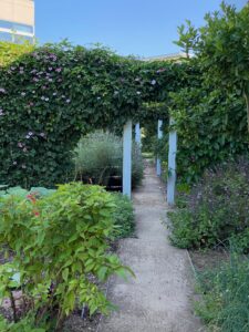 A walk down the garden path in Capital Group’s Irvine, CA garden reveals abundant herbs like basil, chives, and lavender as well as seasonal produce and trailing flowering vines.