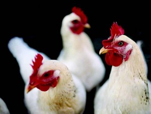 Funding Small Farms “One Chick at a Time” at Carleton