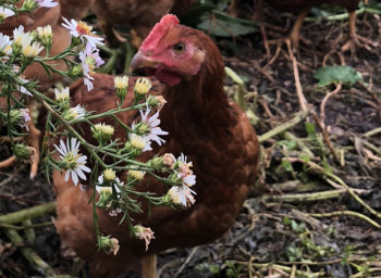f2f_mainstreet_chickens_5597_1420