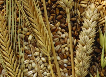 GRAINS-FP23267685_1420x520