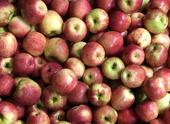 Students Learn All About Apples at Glei’s Orchards and Greenhouses