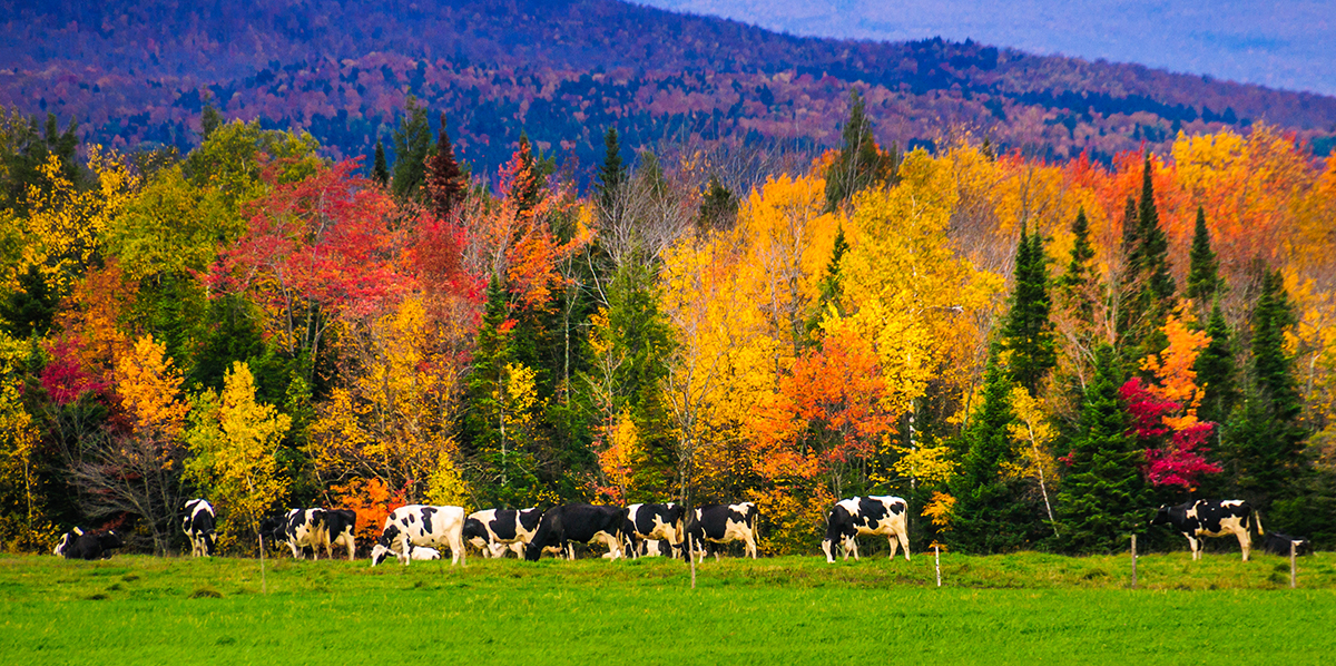 Grazing cows