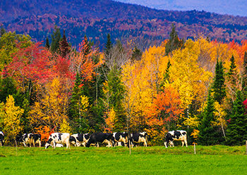 Bon Appétit-Served Universities Win New England Food Vision Prizes