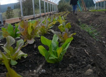 Zena Farm: Willamette University’s 3,000-Square-Foot Kitchen Garden