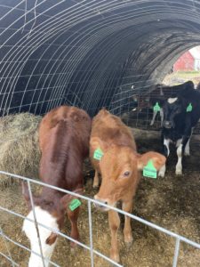 Calfs with ear tags that read Bart, Persimmon, and Fig