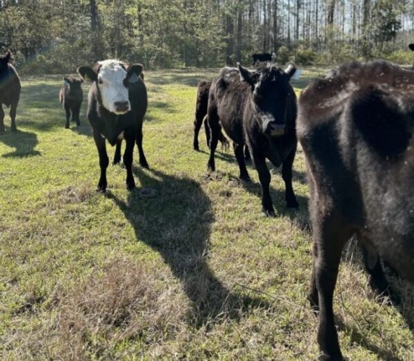 cows in a field