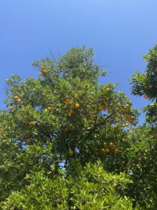 Hyper-local fruits, like these oranges, can be found across Scripps’ campus and in its Malott Dining Commons