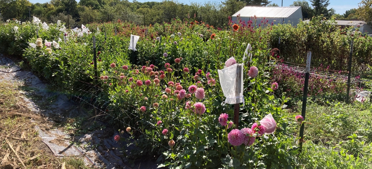 Rows of pink and purple dahlias and other flowers shine in the sun