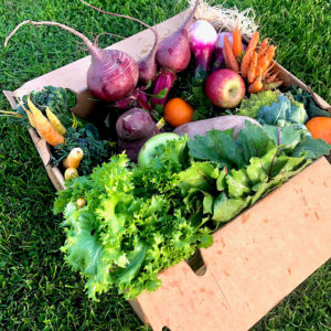 Beautiful vegetables