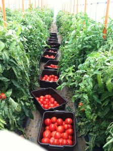 VegetableBasket3_MW