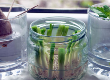 Wellness Wednesday: Kitchen Hacks for Regrowing Vegetables